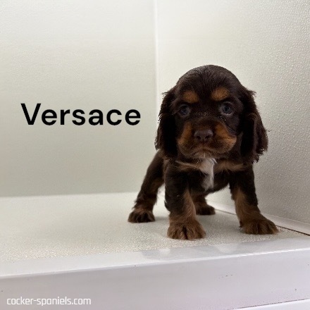 puppy, for, sale, Cocker Spaniel, Joe & Cherri  Overlease, dog, breeder, Miller, MO, dog-breeder, puppy-for-sale, forsale, nearby, find, puppyfind, locator, puppylocator, aca